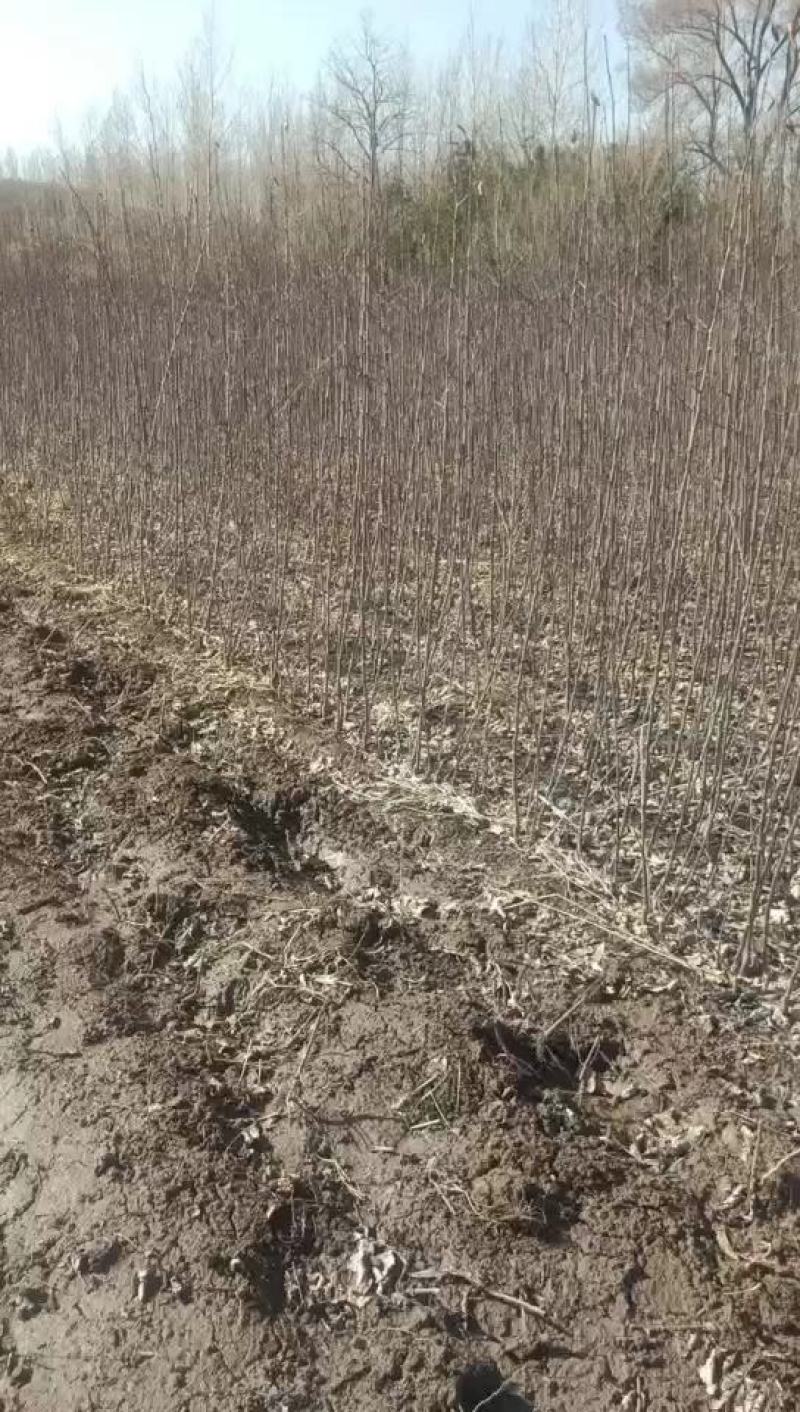 鸡心果苗，自家培育的，需要联系