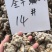 云南文山三七王田七8头10头12头14头大头子6年三七粉