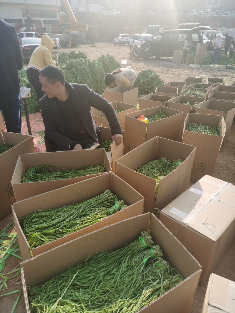 贡菜脱水贡菜苔干特级贡菜产地直销一手货源