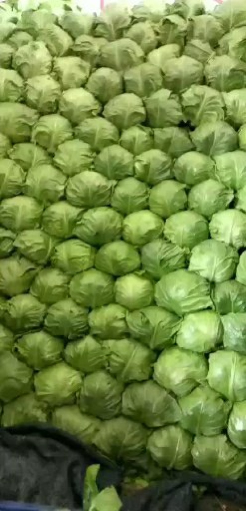 山东泗水大棚绿甘蓝大量供应1.5～2斤左右欢迎洽谈