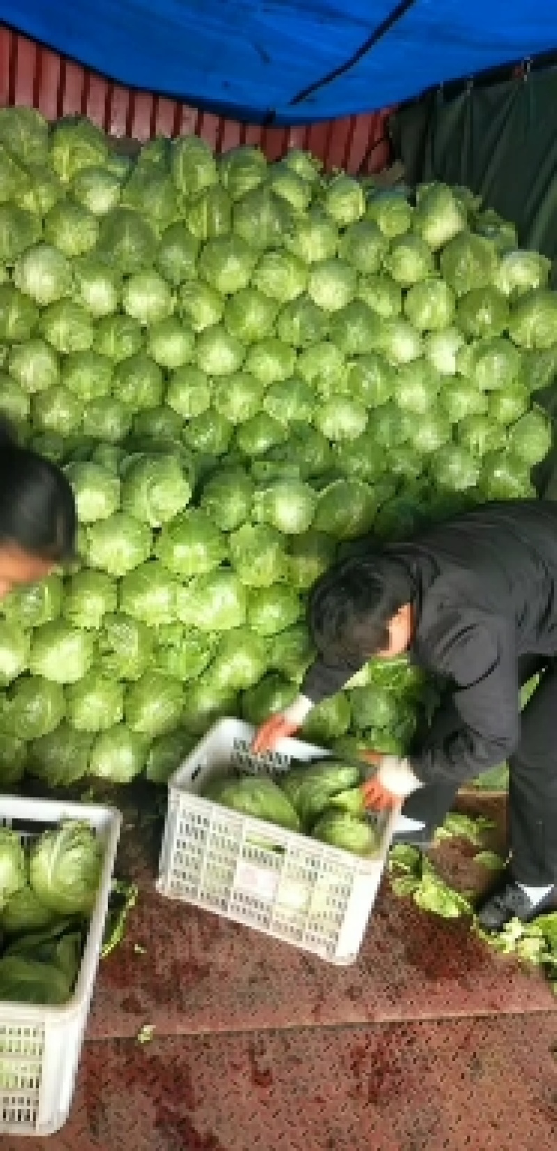 山东泗水大棚绿甘蓝大量供应1.5～2斤左右欢迎洽谈
