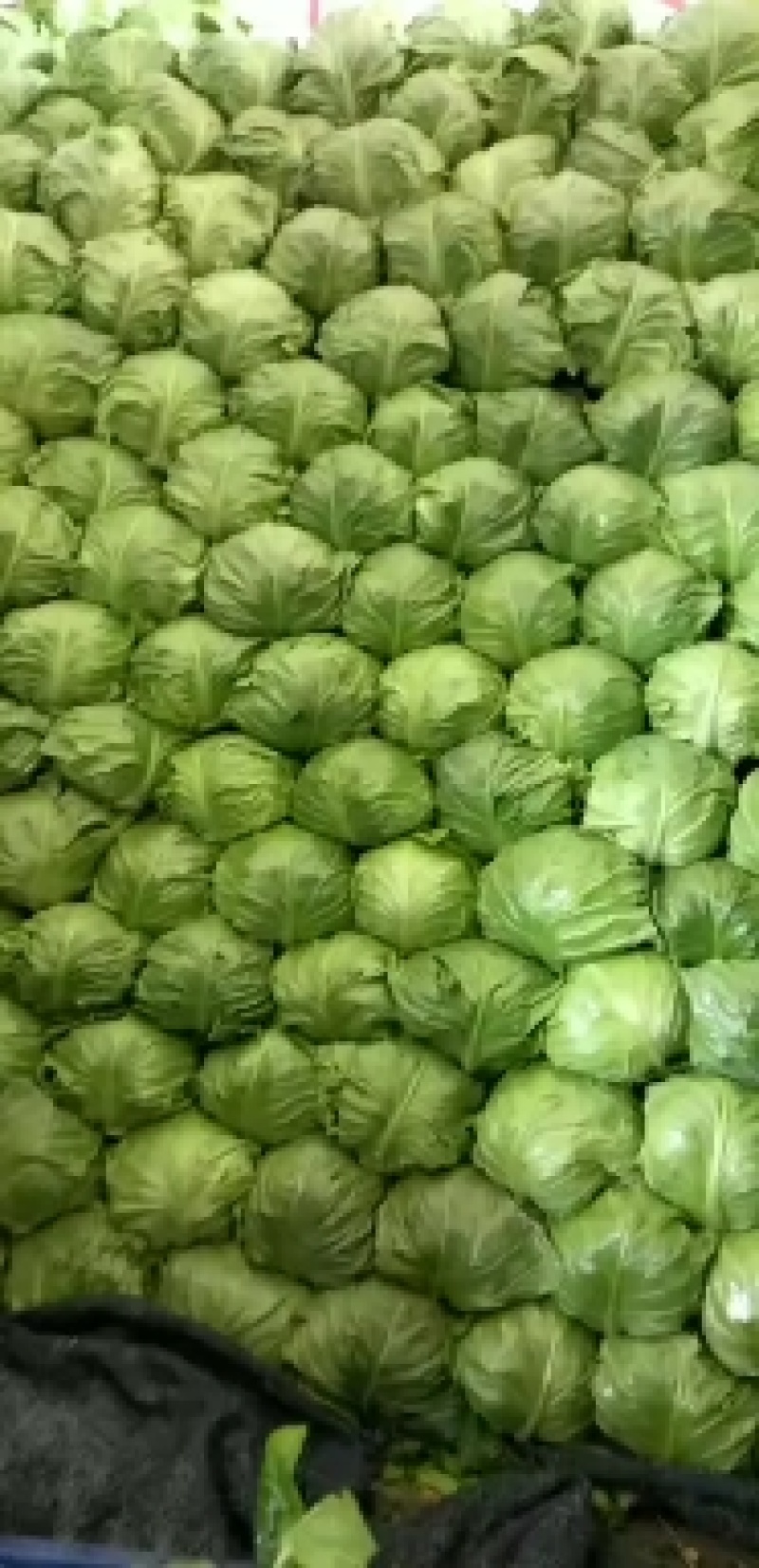 山东泗水大棚绿甘蓝大量供应1.5～2斤左右欢迎洽谈