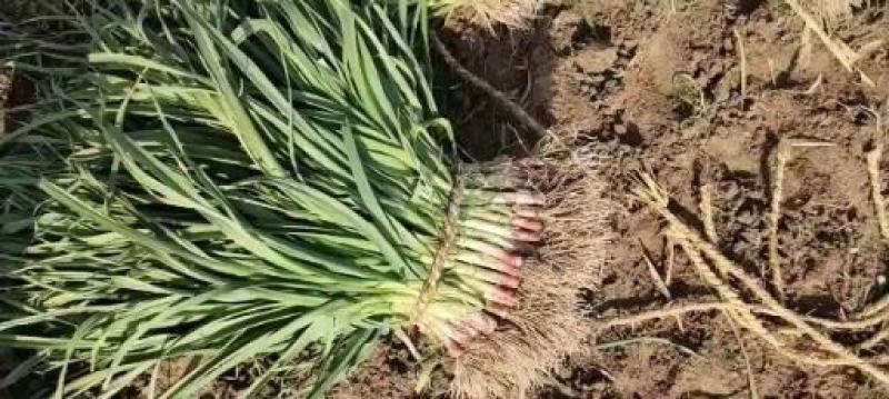 【好货】江苏省大丰区万亩优质红根蒜苗产地大量批发