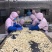 鲜大蒜蒜米基地工厂供货。