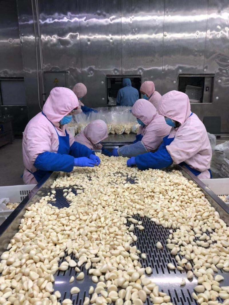鲜大蒜蒜米基地工厂供货。