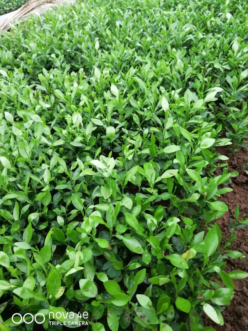 【精品】小叶香橙小苗，《包邮》香橙苗，产地销售。