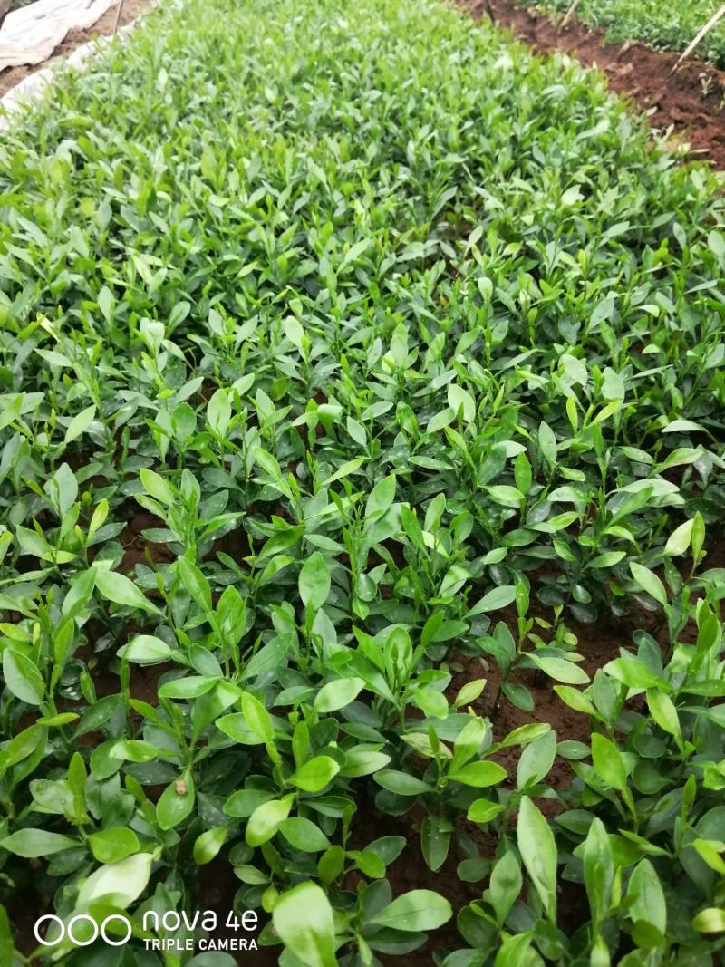 【精品】小叶香橙小苗，《包邮》香橙苗，产地销售。