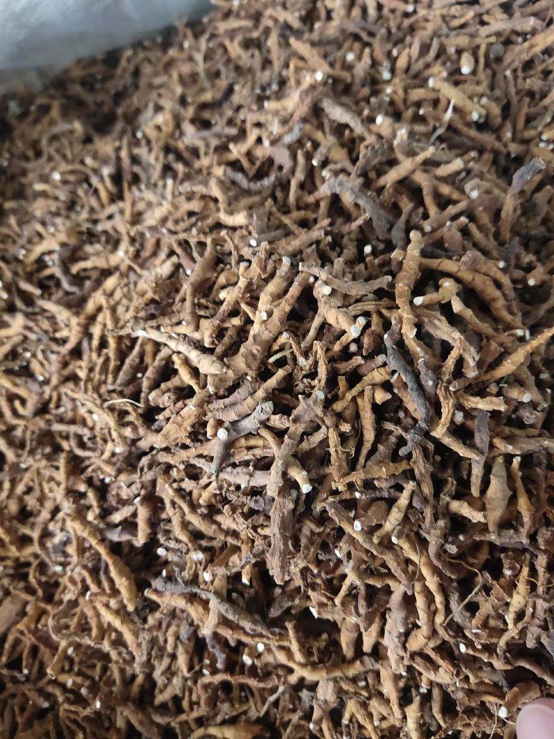 九节菖蒲中药材批发九节菖蒲菖蒲节菖蒲