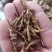 九节菖蒲中药材批发九节菖蒲菖蒲节菖蒲