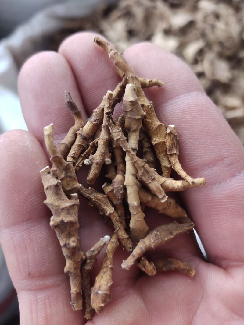 九节菖蒲中药材批发九节菖蒲菖蒲节菖蒲