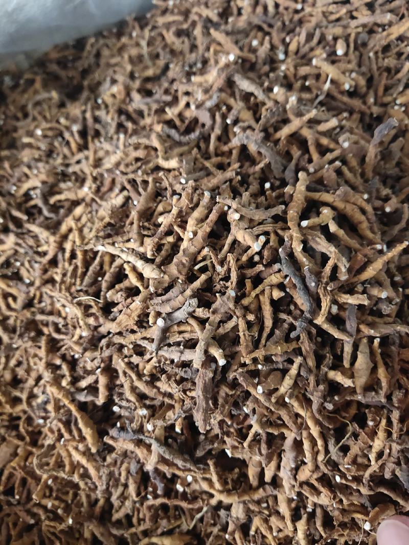九节菖蒲中药材批发九节菖蒲菖蒲节菖蒲
