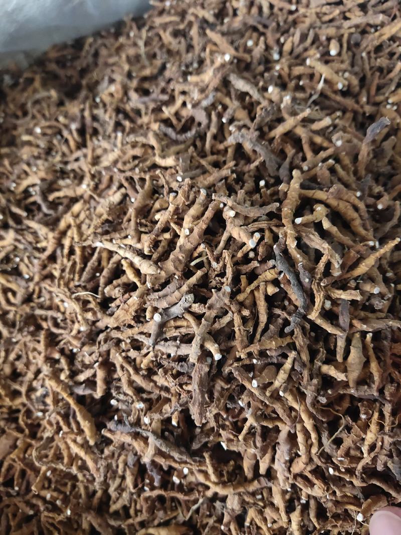 九节菖蒲中药材批发九节菖蒲菖蒲节菖蒲