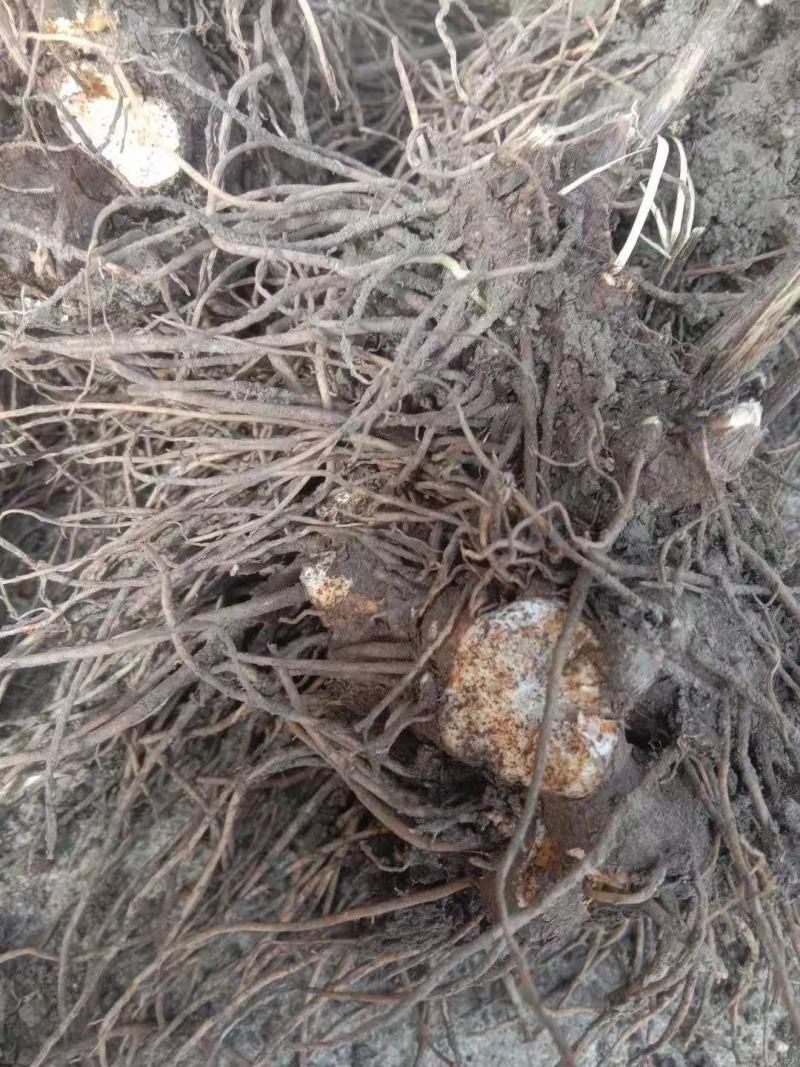 推荐优质苍术种苗北苍术苗子提供现代种植技术欢迎购买