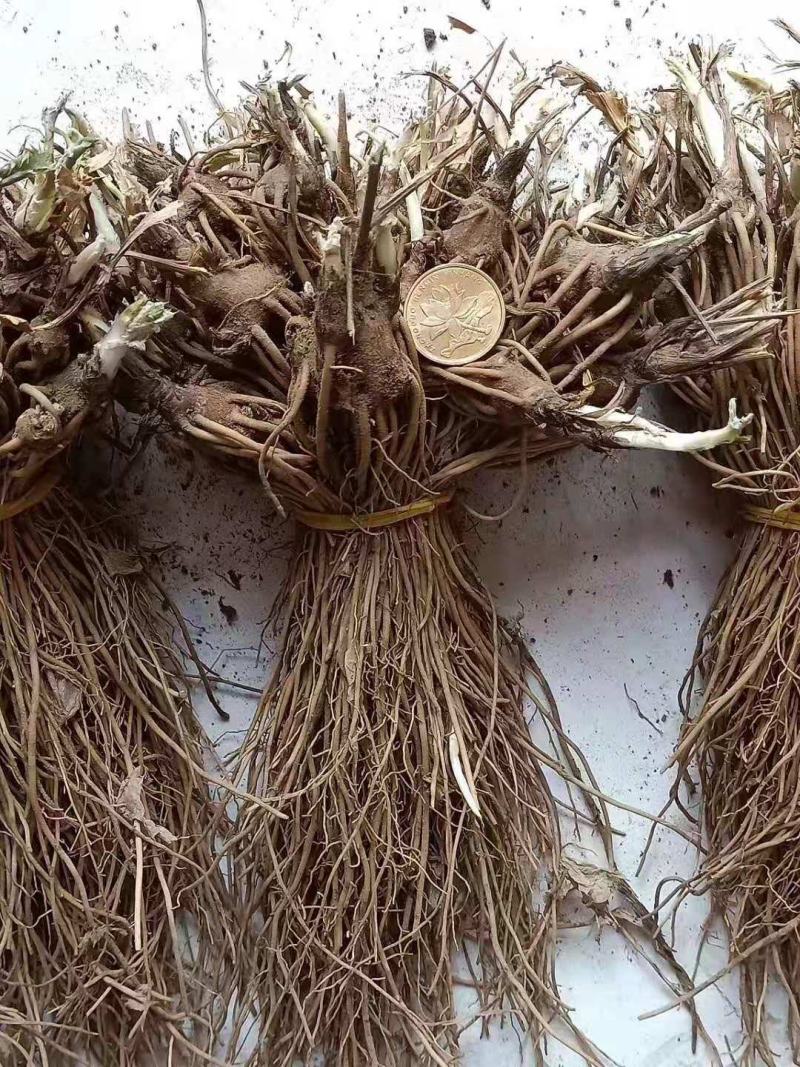 推荐优质苍术种苗北苍术苗子提供现代种植技术欢迎购买