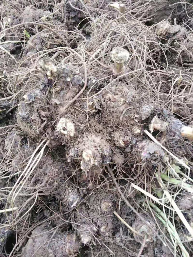 推荐优质苍术种苗北苍术苗子提供现代种植技术欢迎购买