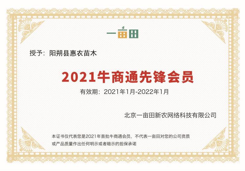 【精品】小叶香橙小苗，《包邮》香橙苗，产地销售。