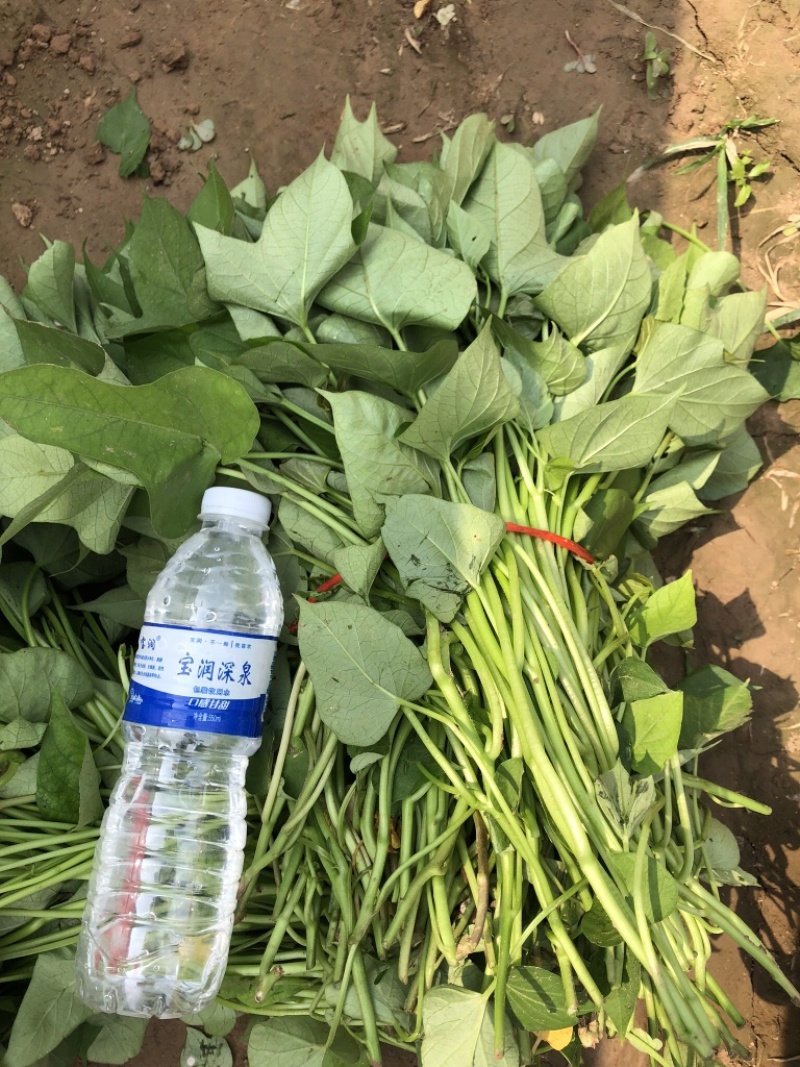 红薯苗，西瓜红，商薯19，龙薯九，烟25，基地直供