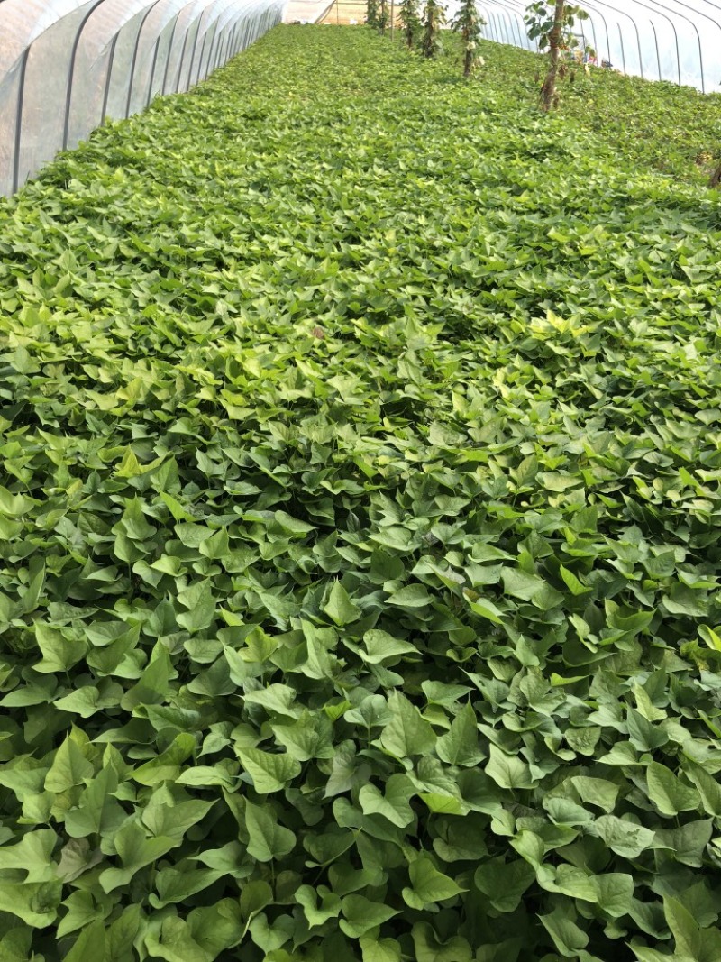 红薯苗，西瓜红，商薯19，龙薯九，烟25，基地直供