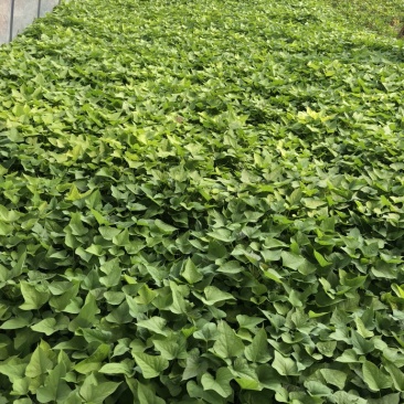 红薯苗，西瓜红，商薯19，龙薯九，烟25，基地直供