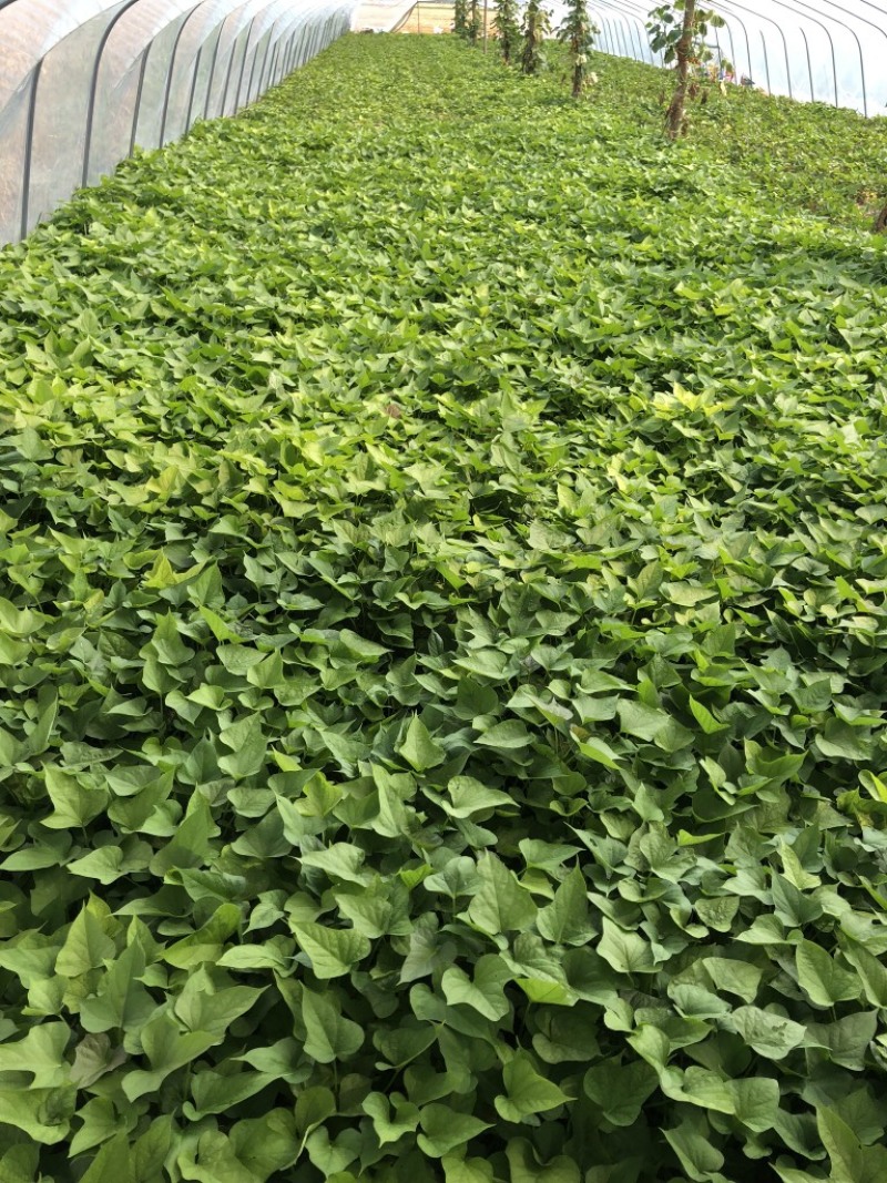 红薯苗，西瓜红，商薯19，龙薯九，烟25，基地直供