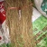 川牛膝苗出售川牛膝苗