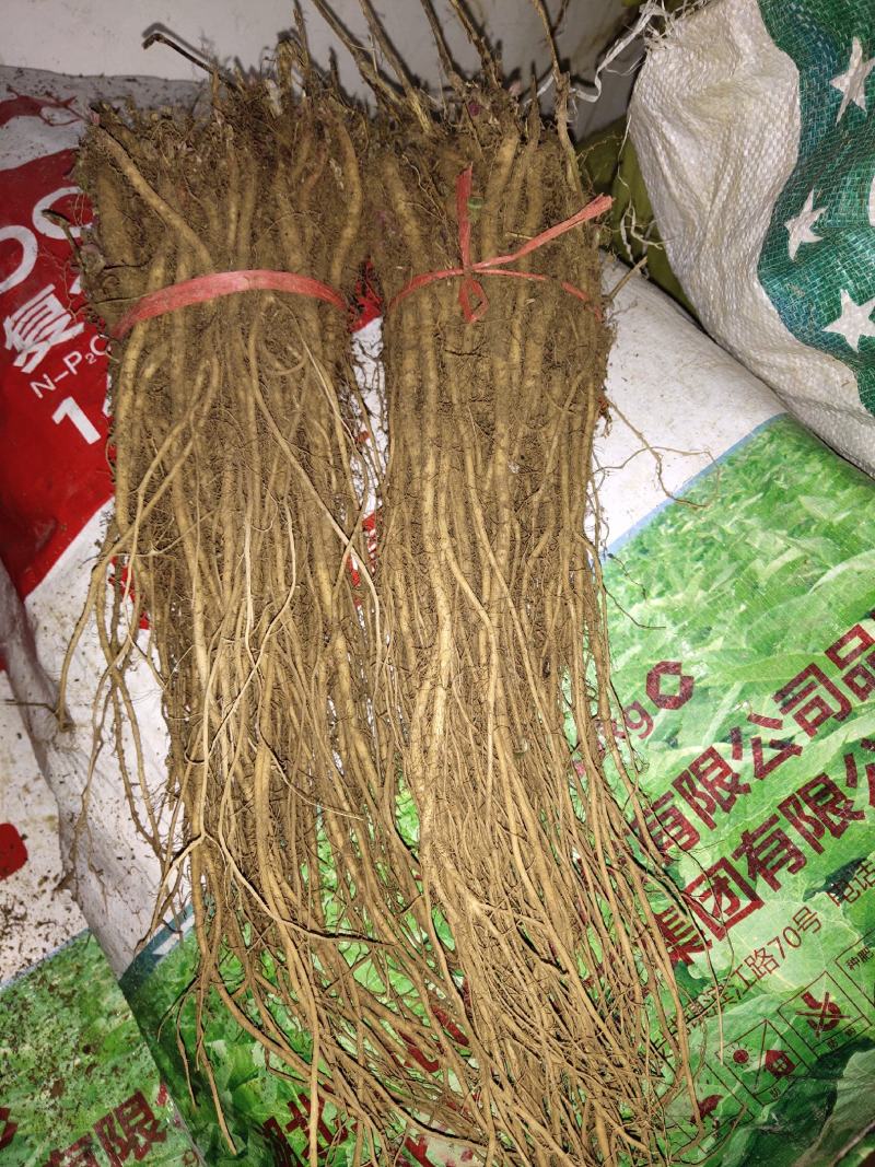川牛膝苗出售川牛膝苗