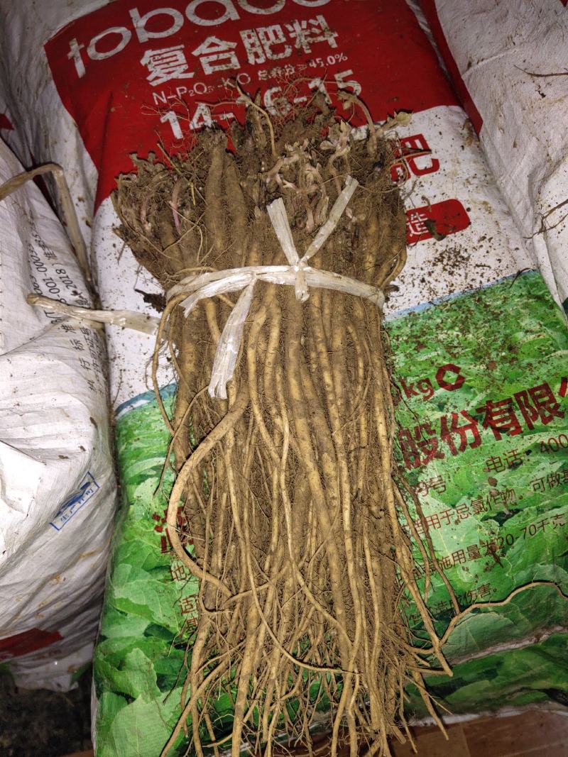 川牛膝苗出售川牛膝苗