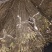 川牛膝苗出售川牛膝苗