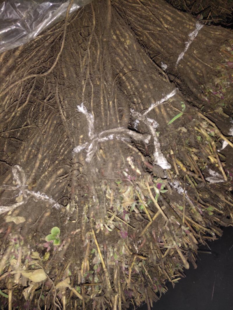 川牛膝苗出售川牛膝苗