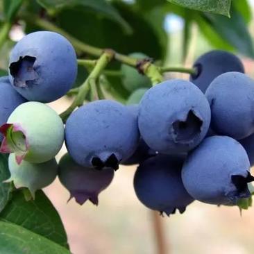 蓝莓苗抗寒蓝浆果苗成活率高哈尔滨基地直发