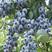 蓝莓苗抗寒蓝浆果苗成活率高哈尔滨基地直发