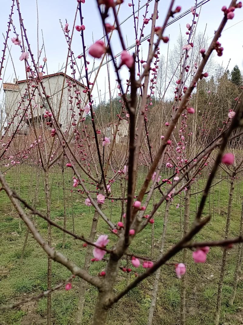 特级梅花，高杆杏梅品像好无虫无病。，，，，