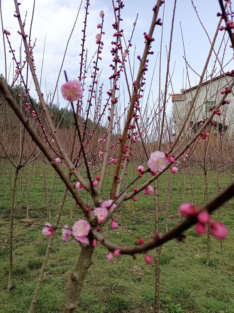 特级梅花，高杆杏梅品像好无虫无病。，，，，