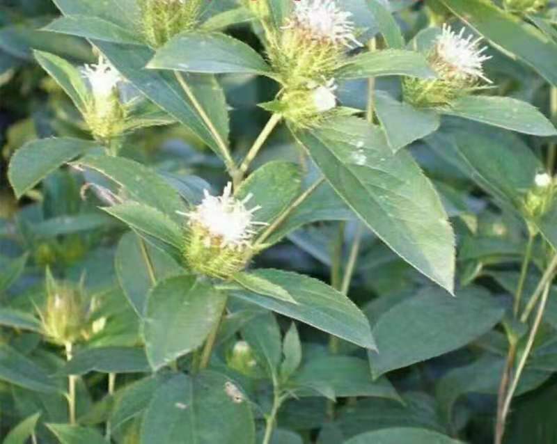 【推荐】苍术种子，北苍术，纯新种子保证质量假一赔十