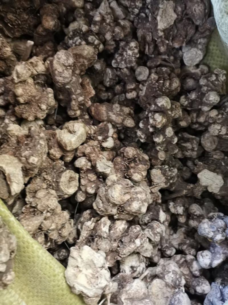 【推荐】苍术种子，北苍术，纯新种子保证质量假一赔十