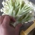 基地提供加工厂花菜大量现货