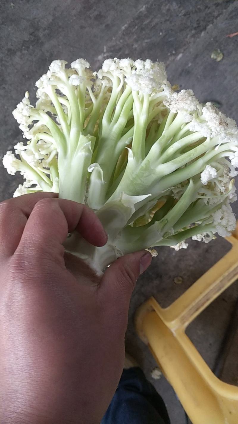 基地提供加工厂花菜大量现货