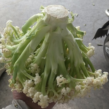 基地提供加工厂花菜大量现货