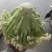 基地提供加工厂花菜大量现货
