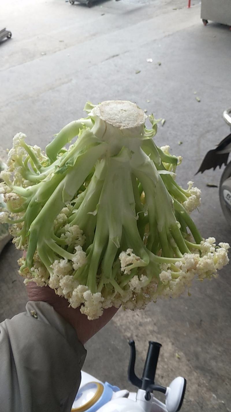 基地提供加工厂花菜大量现货