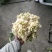 基地提供加工厂花菜大量现货