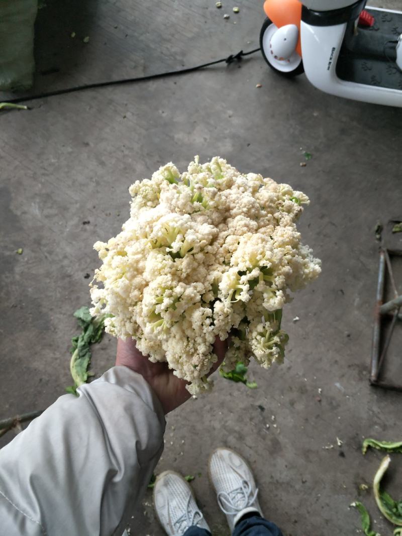 基地提供加工厂花菜大量现货