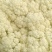 基地提供加工厂花菜大量现货