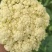 基地提供加工厂花菜大量现货