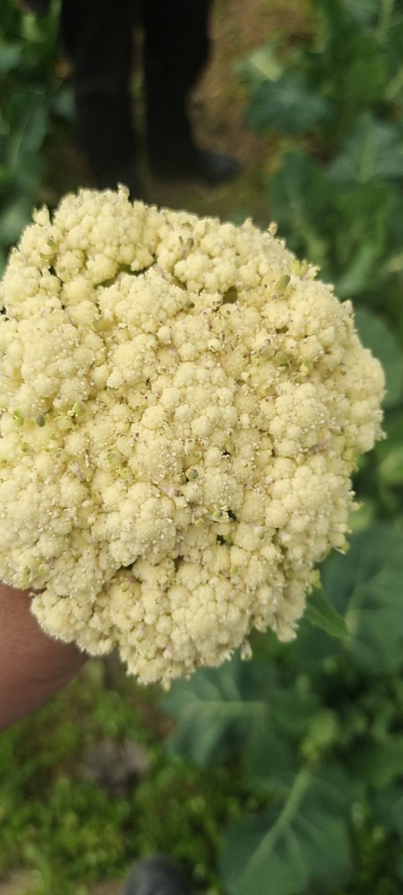 基地提供加工厂花菜大量现货