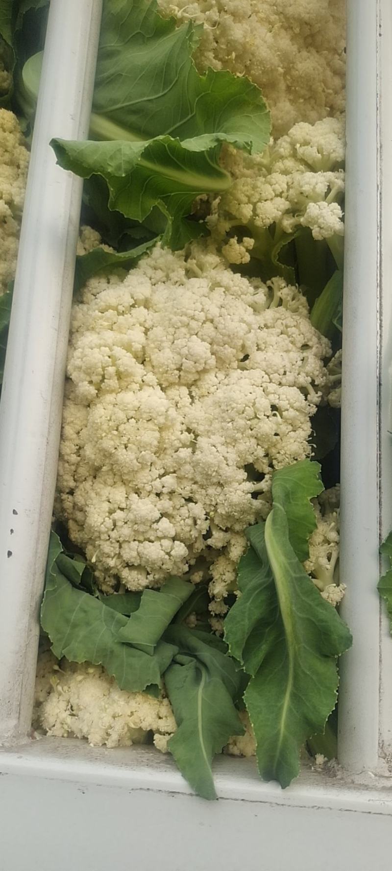 基地提供加工厂花菜大量现货
