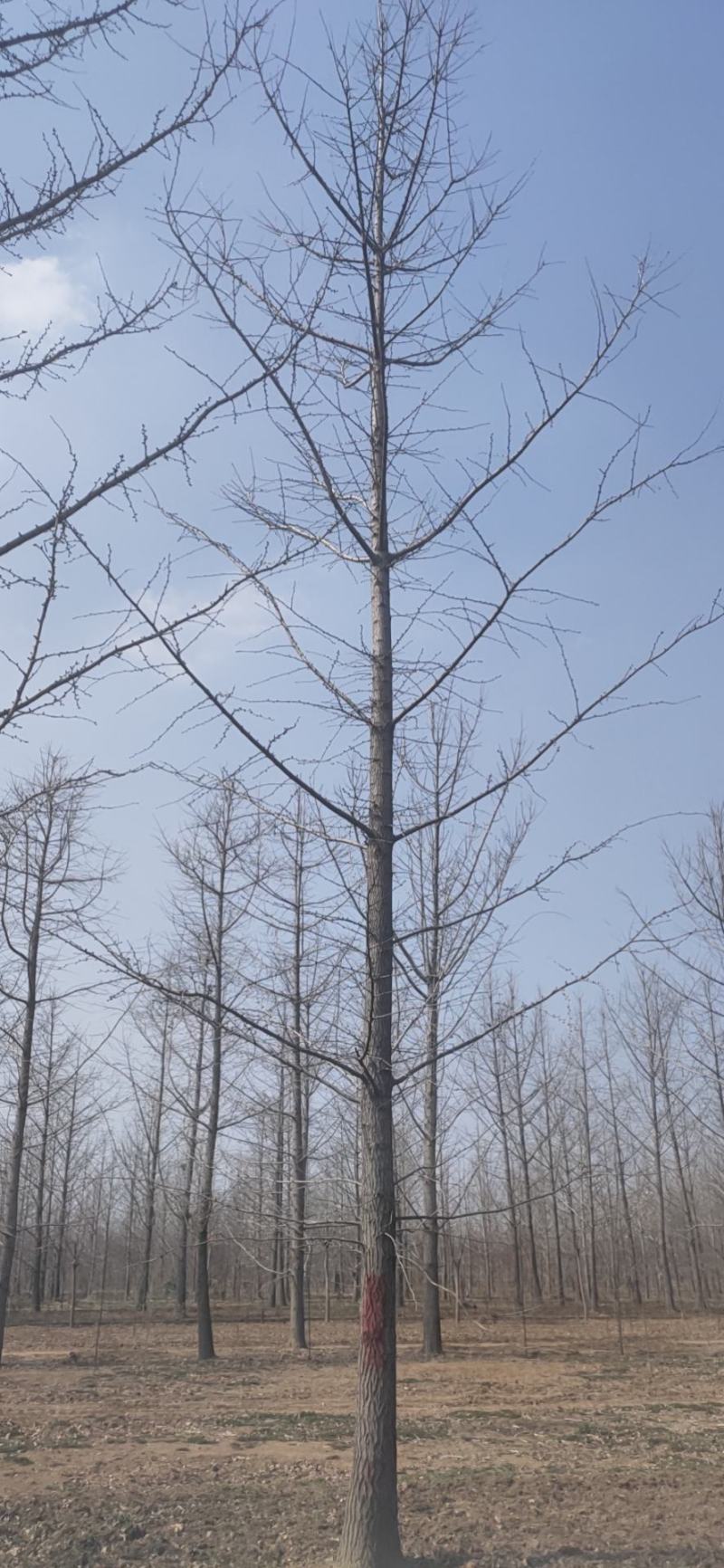 乔灌木，大乔木各种花冠木