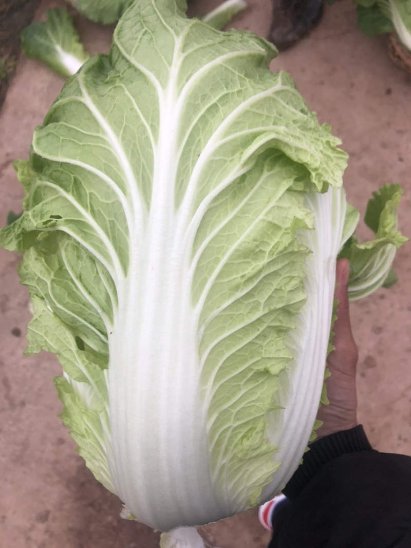 万亩产地大棚，露天，优质，大白菜上市了产地直供包质包量