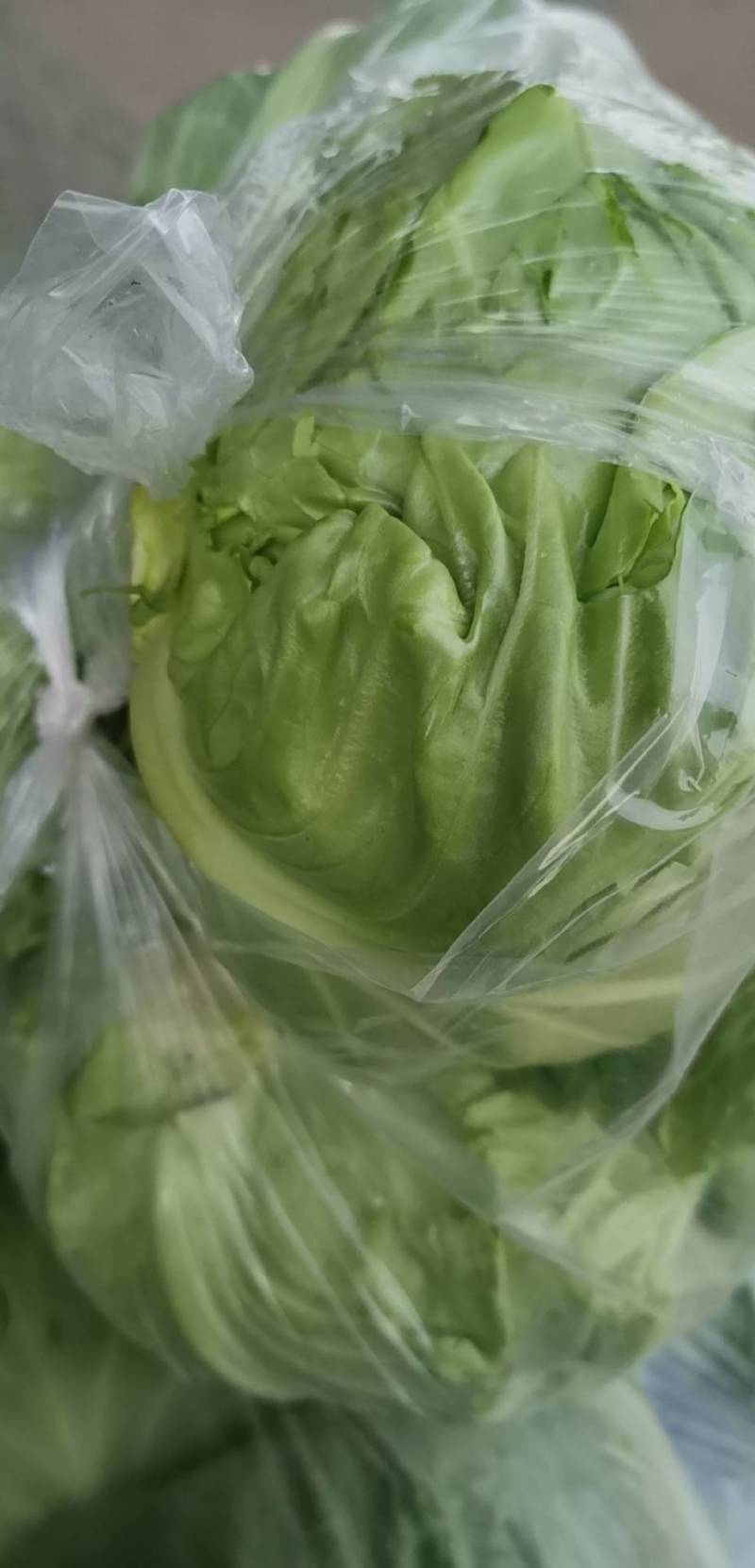 江苏软甘蓝圆包菜保证质量欢迎新老客户咨询有惊喜