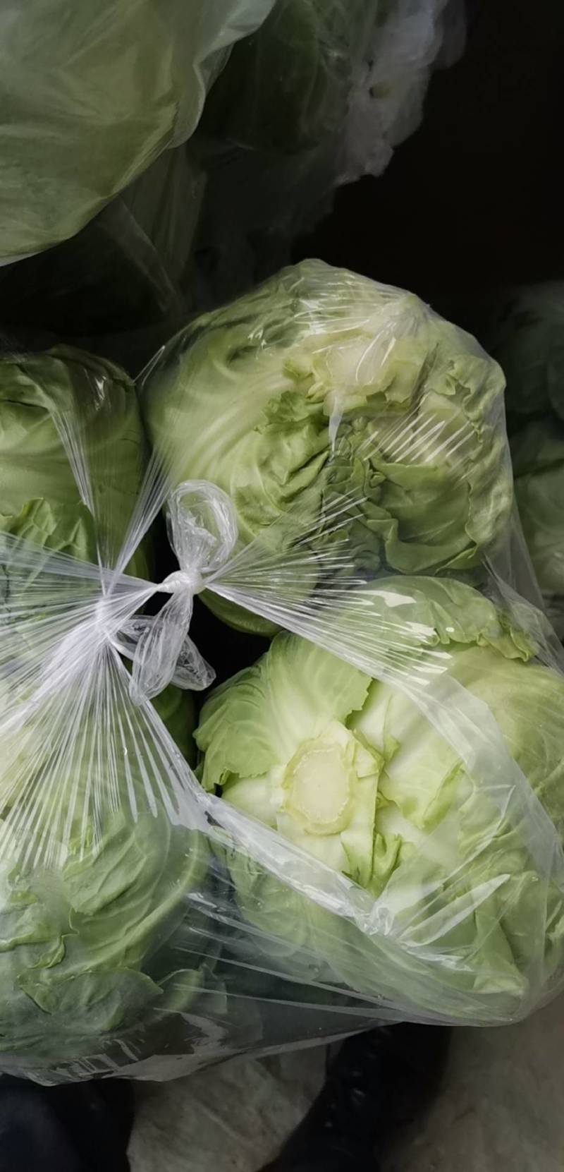 江苏软甘蓝圆包菜保证质量欢迎新老客户咨询有惊喜
